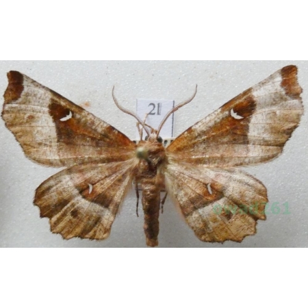 Selenia lunularia (Hübner, 1788) male Skrzytek księżyczak Czech2l